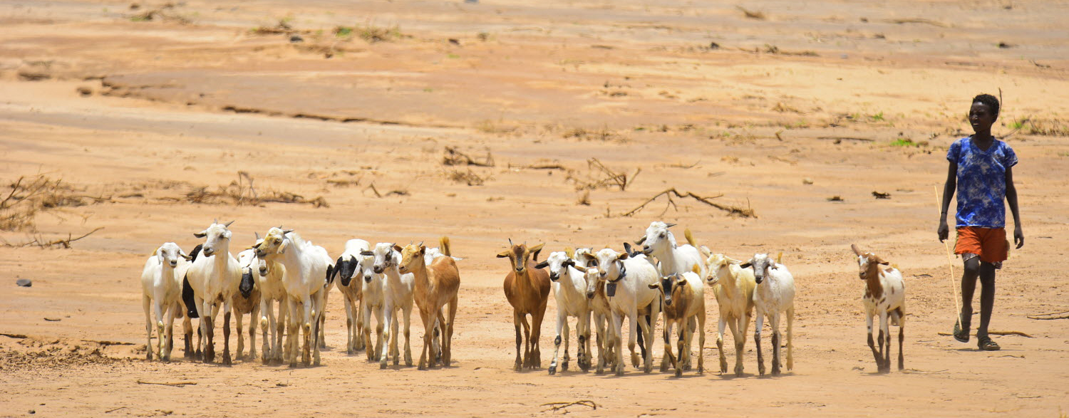 © FAO/Michael Tewelde