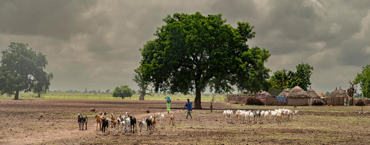 © FAO Walter Astrada