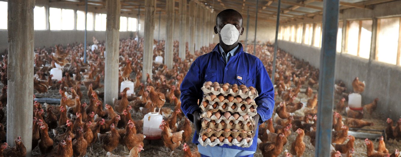 © FAO/Sia Kambou © FAO/Sia Kambou
