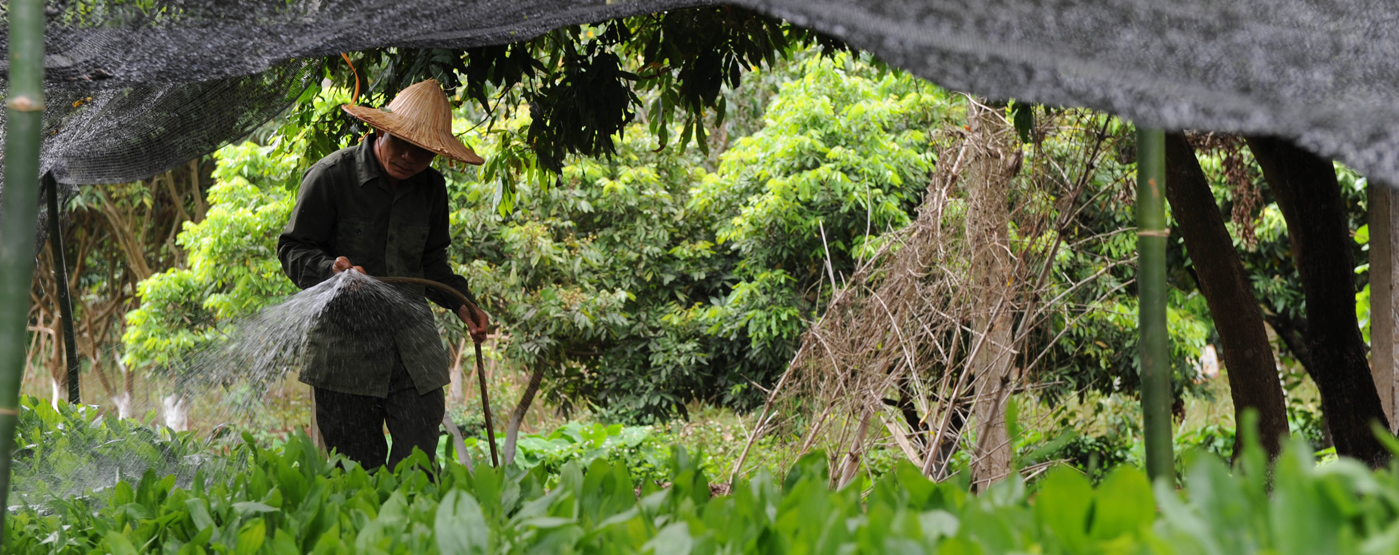© FAO/Hoang Dinh Nam © FAO/Hoang Dinh Nam
