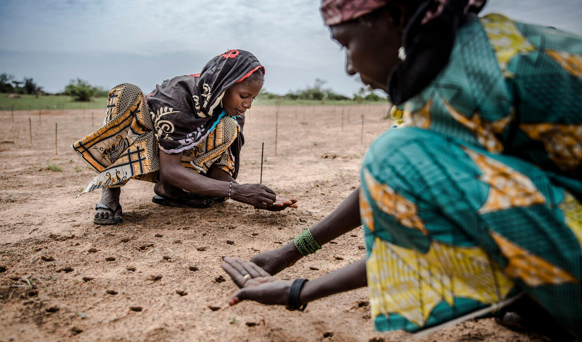 © FAO/Anis Mili © FAO/Anis Mili