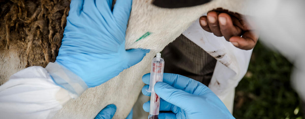 © FAO/Giulio Napolitano