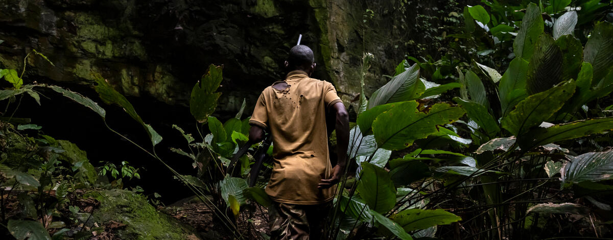 © Brent Stirton/Getty Images for FAO, CIRAD, CIFOR, WCS © Brent Stirton/Getty Images for FAO, CIRAD, CIFOR, WCS