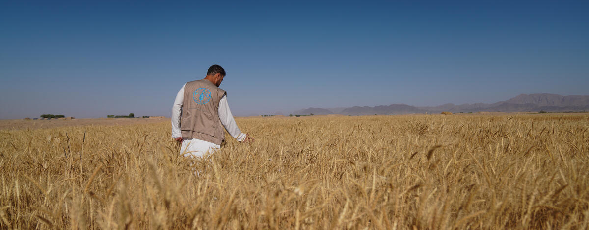 © FAO / Hashim Azizi