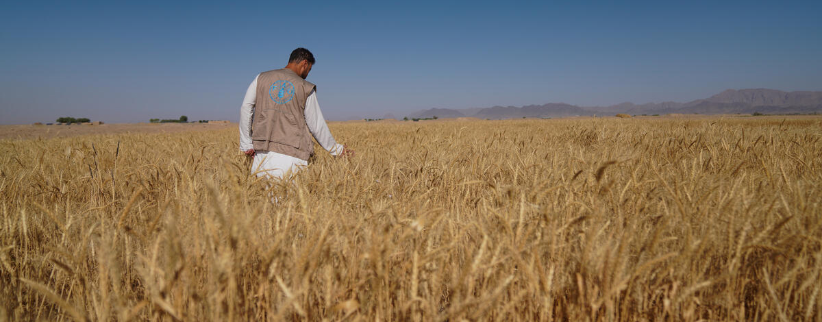 © FAO / Hashim Azizi