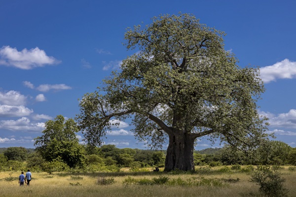 © Brent Stirton/Getty Images for FAO, CIRAD, CIFOR, WCS