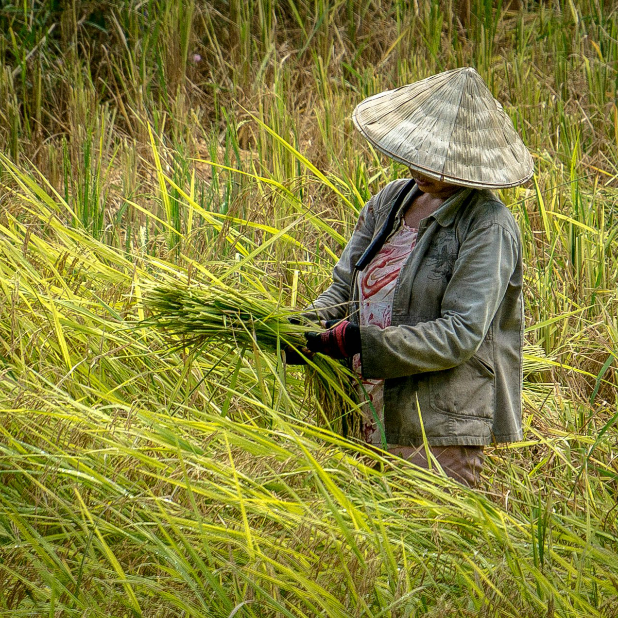 Rice production