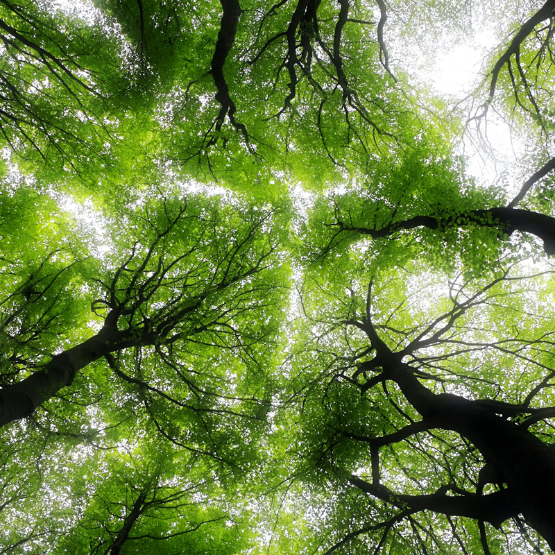 forest forest