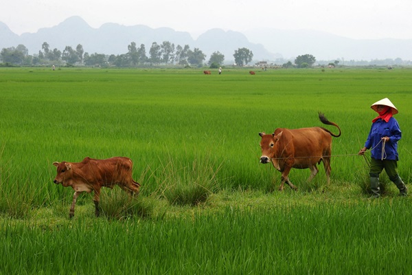 © FAO/Hoang Dinh Nam