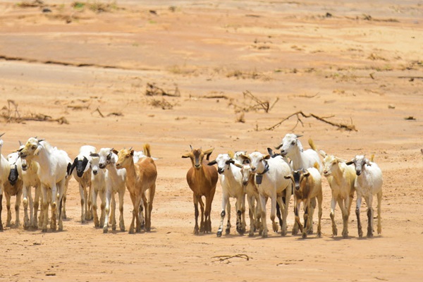 © FAO Michael Tewelde