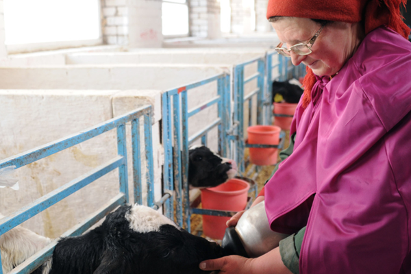 fao-surveys-characterize-antimicrobial-use-practices-in-the-livestock-sectore8efc79b-de0a-404f-bf3c-b3217d4626f1
