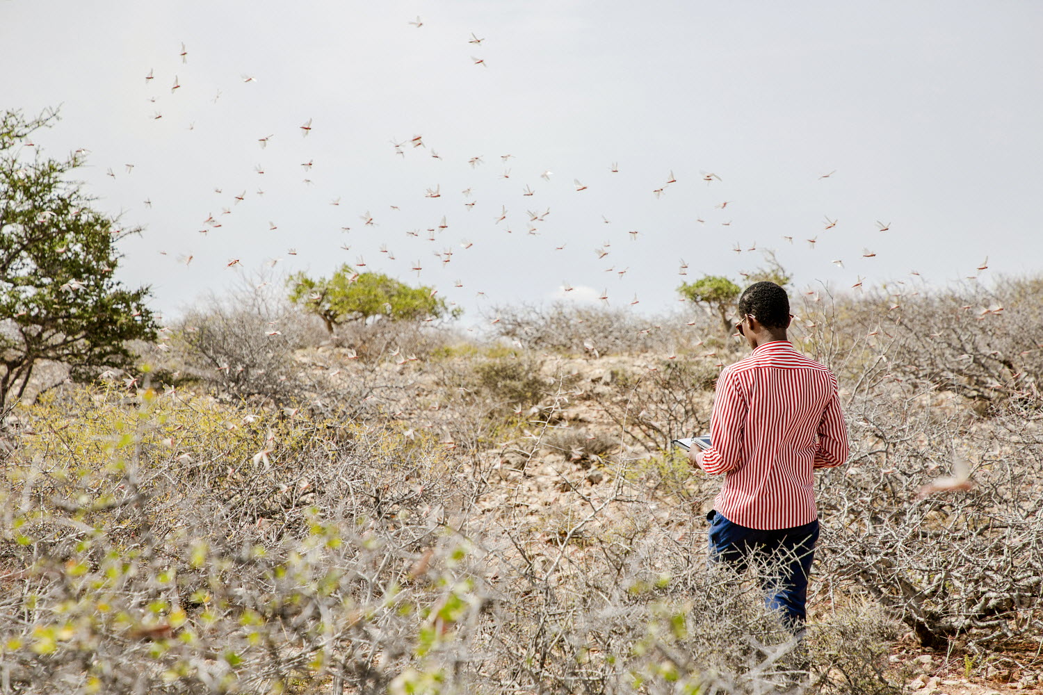 © FAO/Haji Dirir