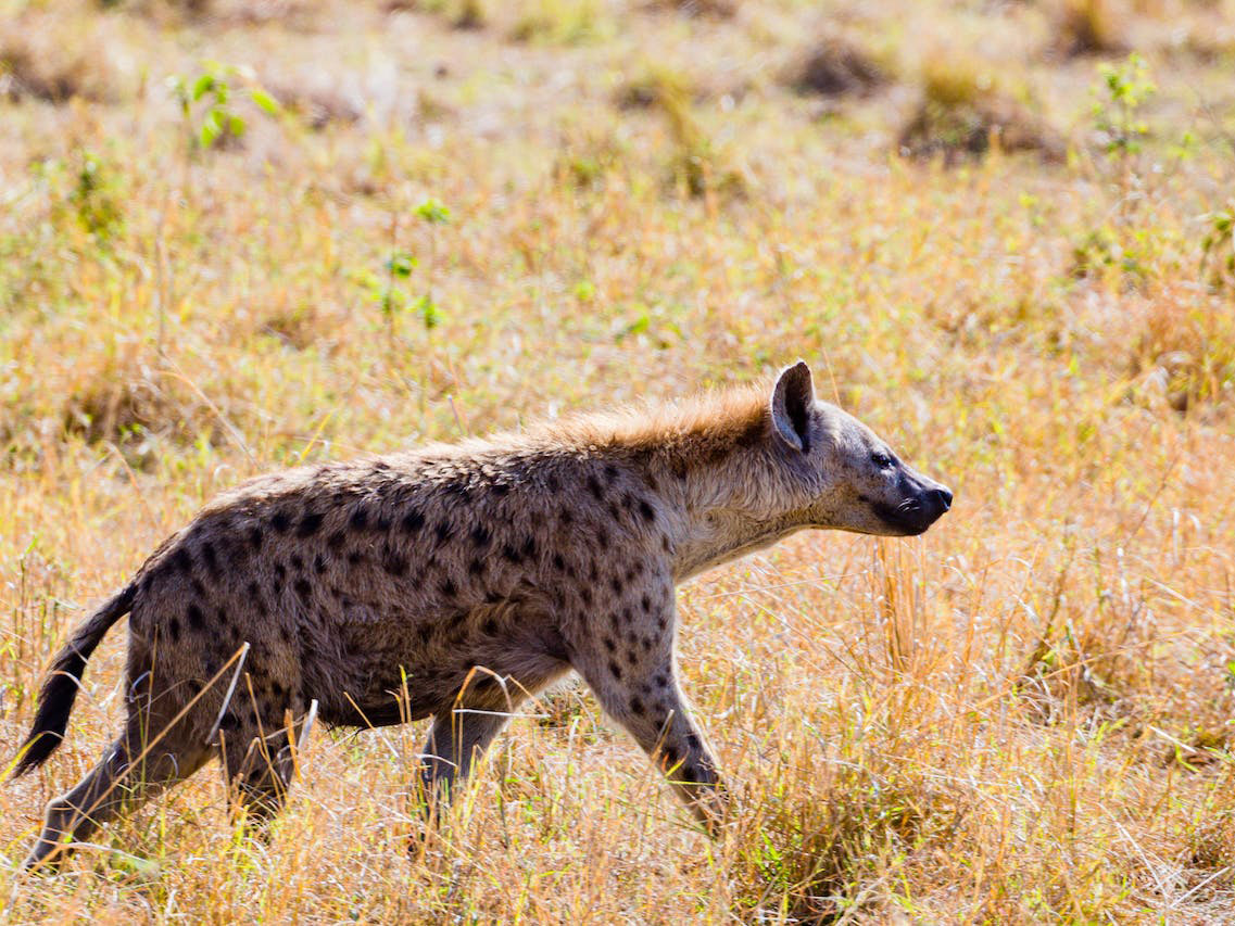 hyena hyena