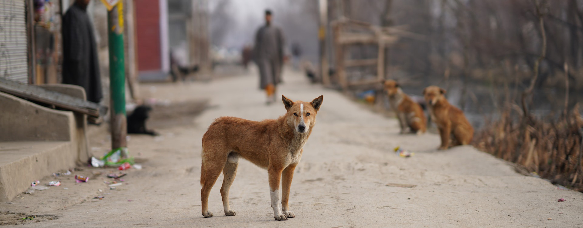 street dogs