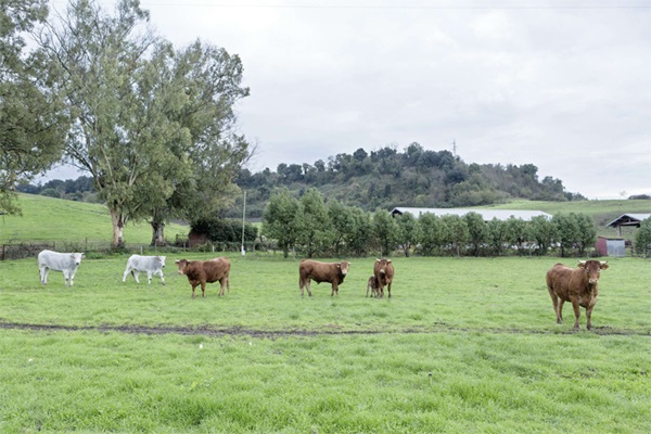 RENOFARM