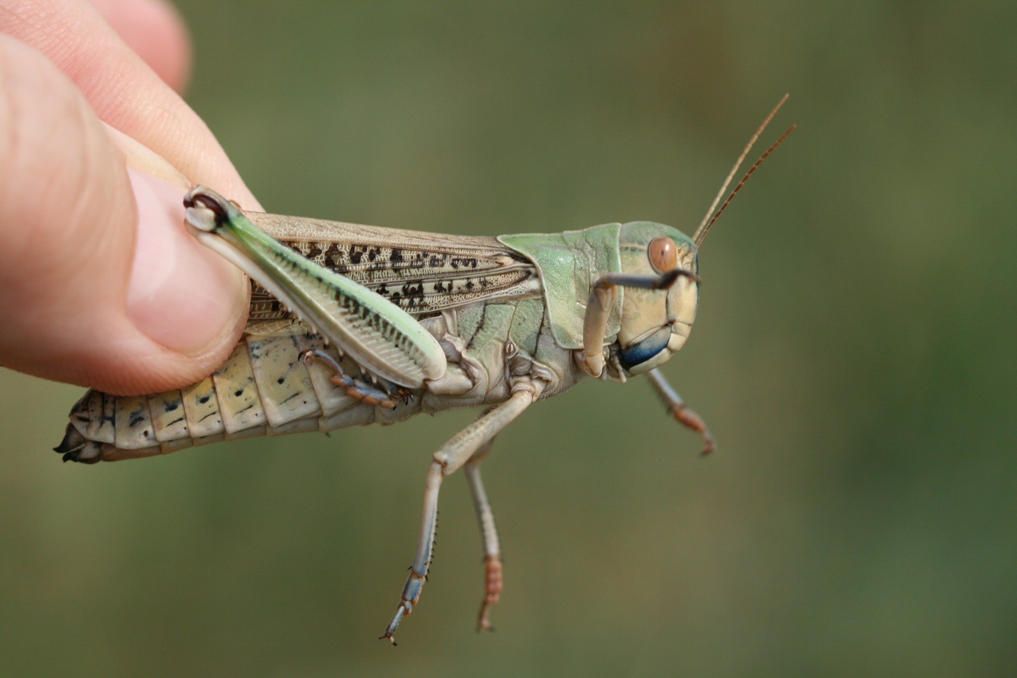 One Health on the frontlines: Sustainable locust management in Caucasus and Central Asia Adult locust