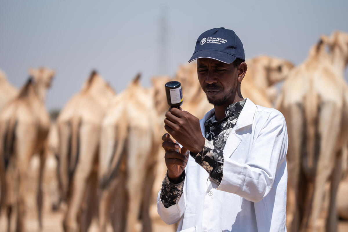 © FAO/Michael Tewelde