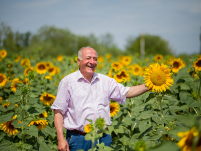 sunflower field