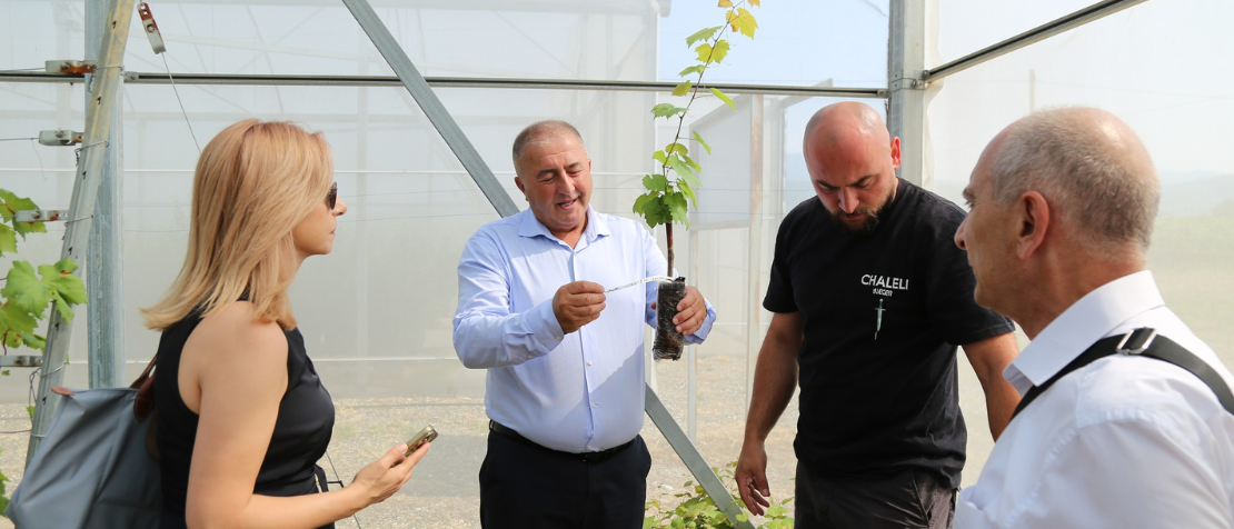 Armenia and Georgia enhance collaboration on grapevine nurseries and digital vineyard data systems