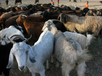 FAO: Cross-border collaboration is key to eradicate peste des petits ruminants by 2030