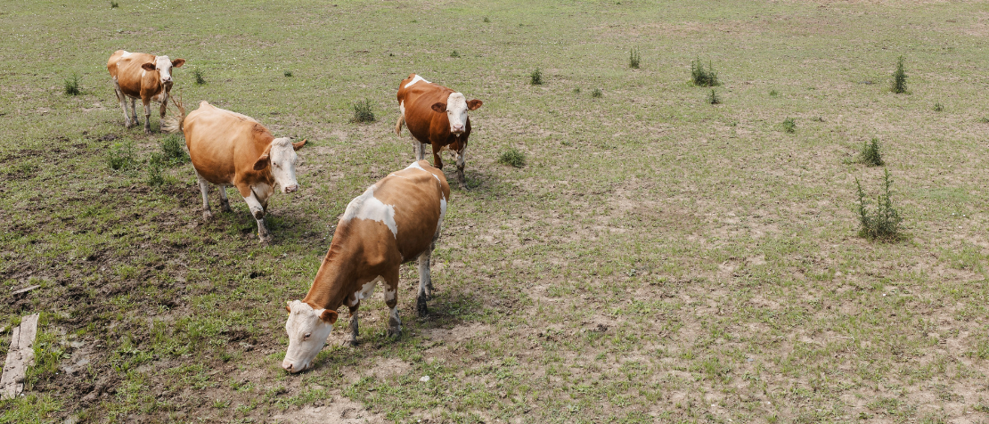 FAO regional workshop discusses response to ruminant disease outbreaks in Europe