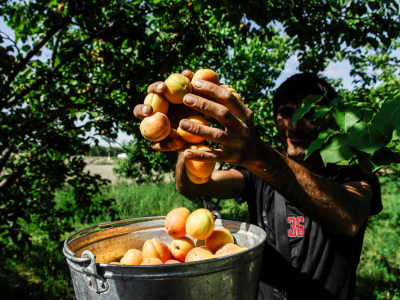 FAO webinar helps strengthen national SDG reporting in Turkmenistan