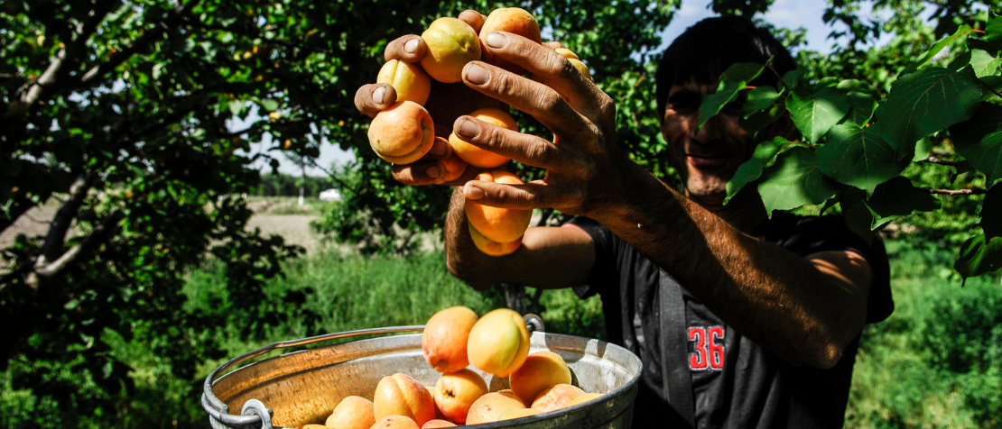 FAO webinar helps strengthen national SDG reporting in Turkmenistan