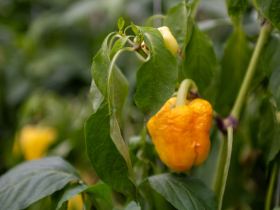 For the first time, FAO offers regional virtual learning course on tackling food loss and waste