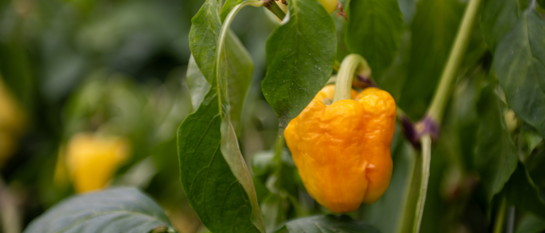 For the first time, FAO offers regional virtual learning course on tackling food loss and waste
