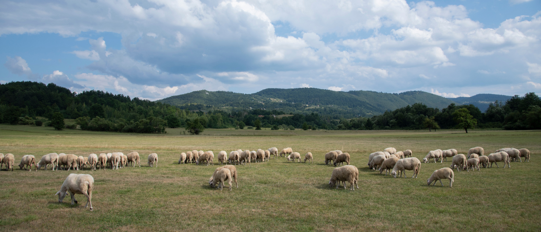 FAO and Montenegro strengthen capacities for LEADER approach implementation