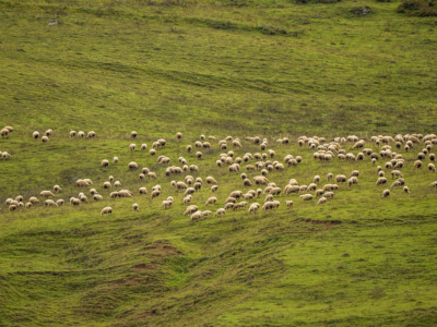 Major initiative on ruminant biosecurity in the Black Sea region comes to an end