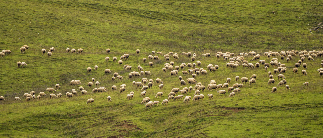 Major initiative on ruminant biosecurity in the Black Sea region comes to an end
