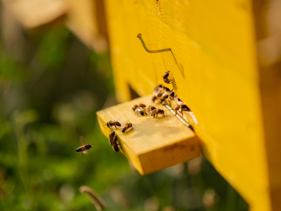 New digital technologies boost beekeeping for smallholder farmers and family beekeepers