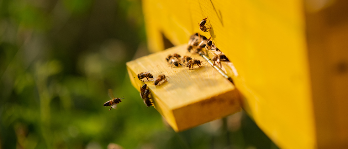 New digital technologies boost beekeeping for smallholder farmers and family beekeepers