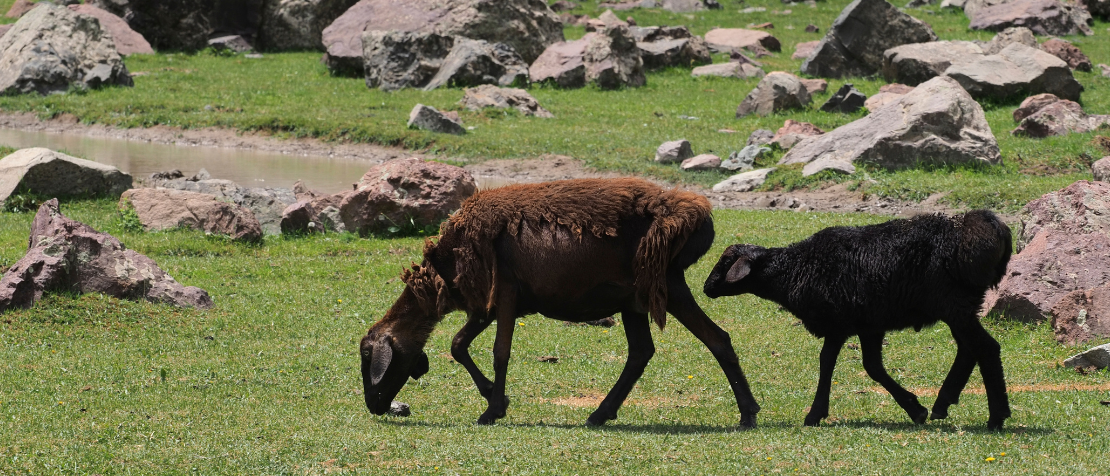 Tajikistan sheep