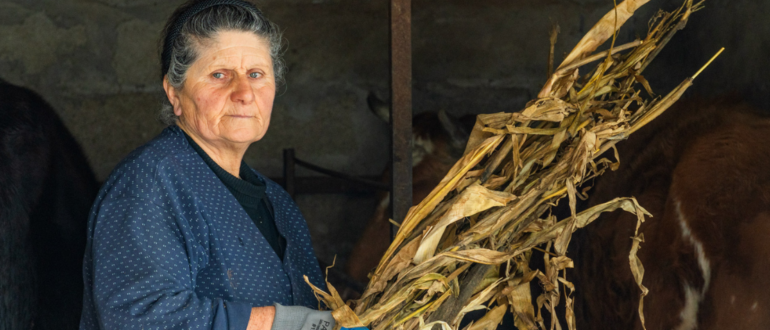 Smallholder woman farmer flourishing with innovative cheesemaking and modern dairy production practices in Georgia
