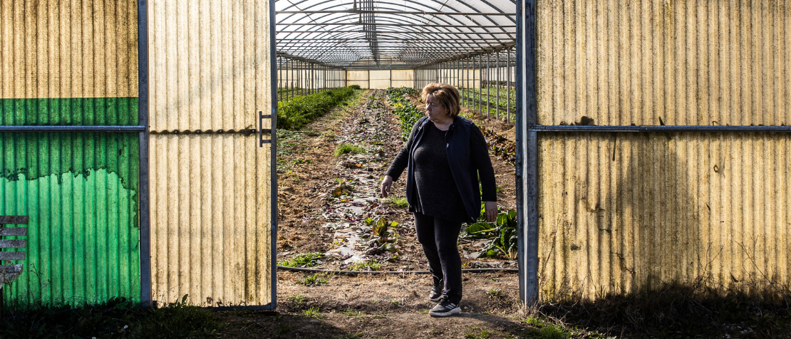 Standing the test: Five countries see proof of IPM success at FAO workshop