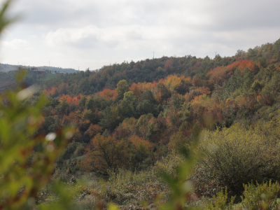 Training strengthens Kosovan forest sector assessment and monitoring