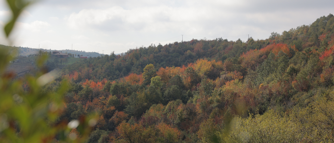 Training strengthens Kosovan forest sector assessment and monitoring