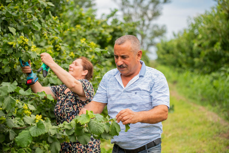 Azerbaijan goes digital: accelerating agricultural census methods through FAO support