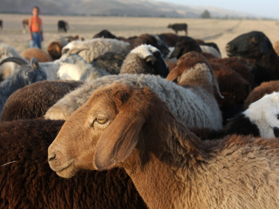 Uzbekistan pushes forward on PPR eradication with a national seromonitoring programme
