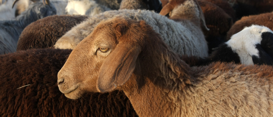 Uzbekistan pushes forward on PPR eradication with a national seromonitoring programme