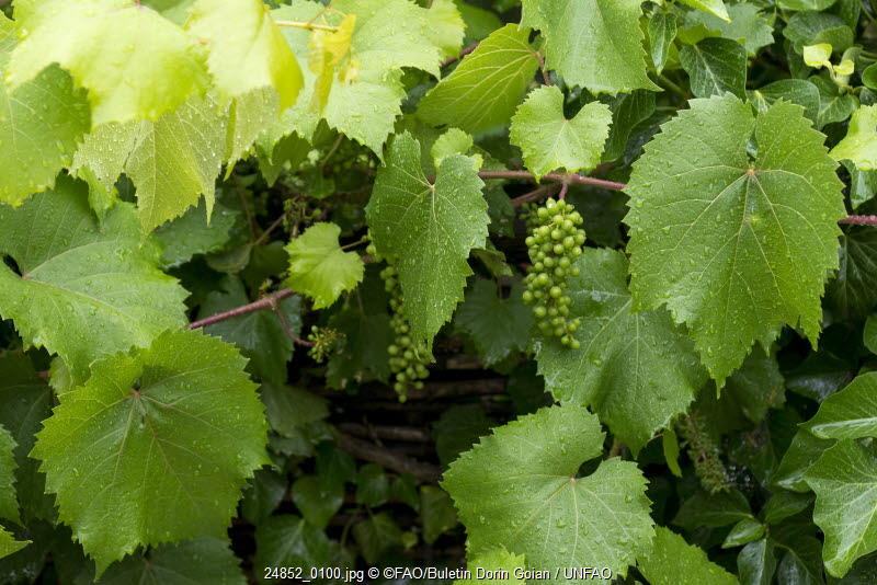 National on-job training on Phylloxera monitoring and modern grape protection techniques