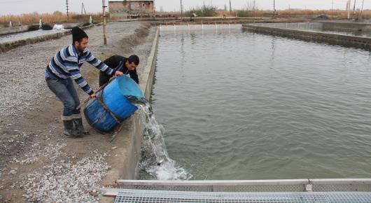 New aquaculture system in Armenia reduces groundwater consumption