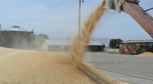Grain and flour processors gather in Almaty, review trends and challenges