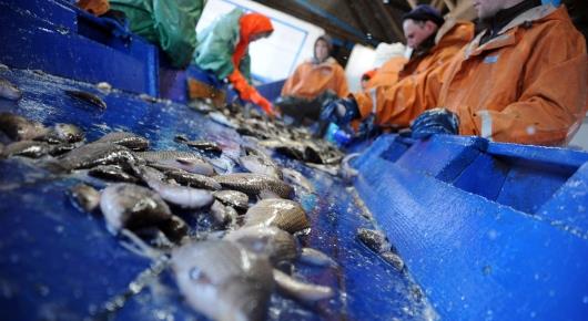 FAO project addresses food safety for Ukraine fishery products