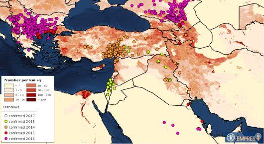 FAO workshop prepares countries in Europe for exotic cattle disease