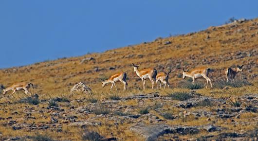 New FAO project protects Turkey’s unique steppe lands, biodiversity
