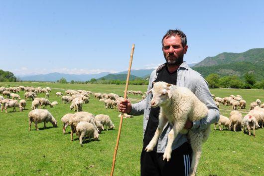 Survey sheds light on Georgian farmer attitudes toward livestock traceability