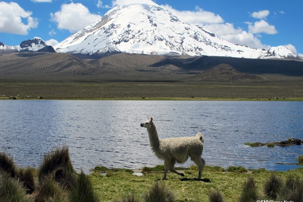 Llama. Comunidad Tomarapi, a los pies del Sajama, departamento de Oruro, Bolivia.